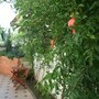 Гостиница Анна, гранат, фото 7