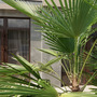 Гостиница Cosmos Smart Sochi Tivoli Hotel, фото 41